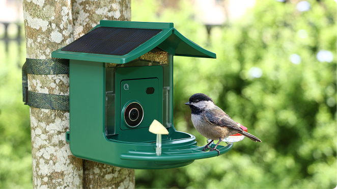 Two Feeders, More Bird Friends