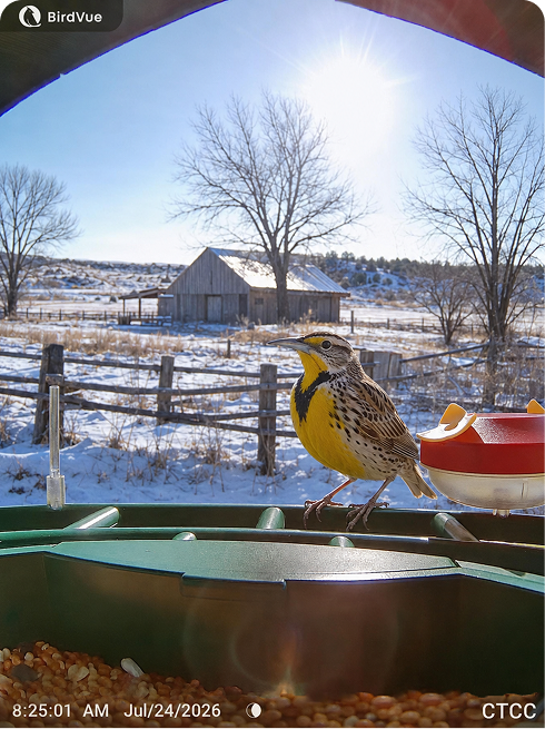 Western Meadowlark