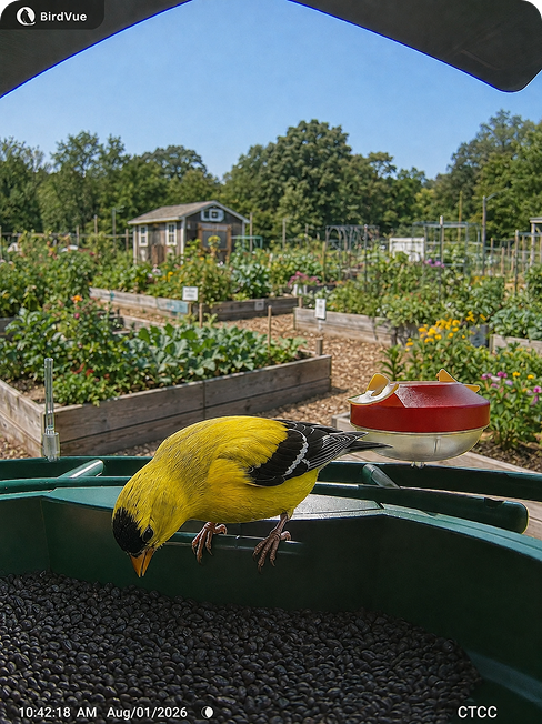 Goldfinch