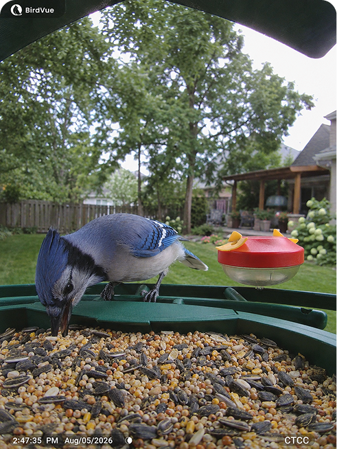 Blue Jay