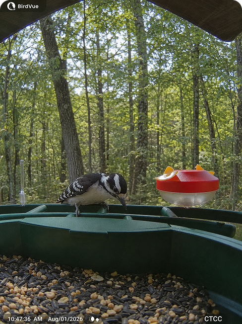 Woodpecker