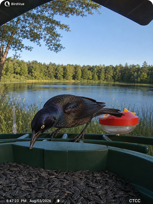 Common Grackle