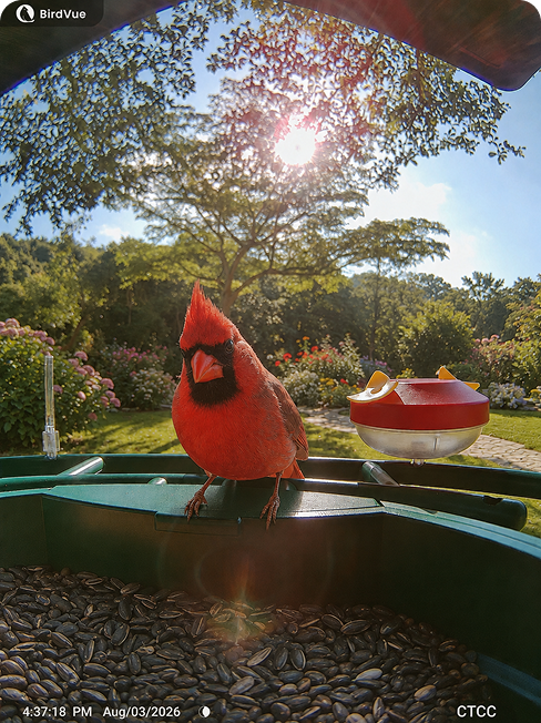 Northern Cardinal