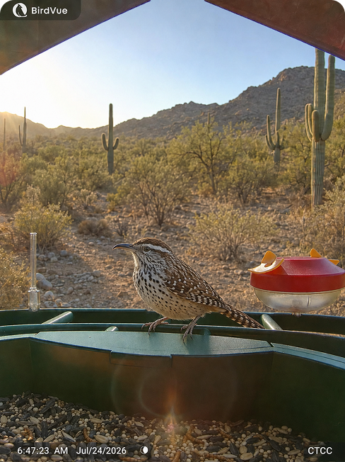 Cactus Wren