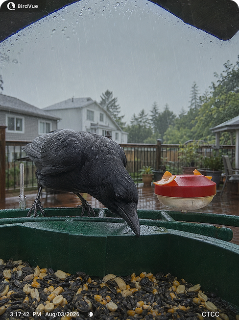 Common Raven