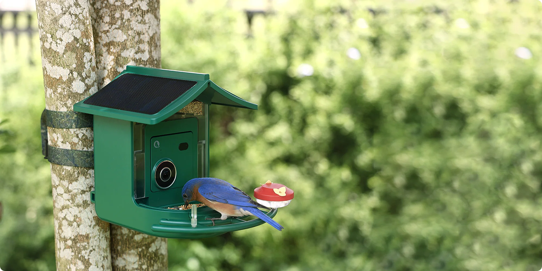 Discover the Birds Around You